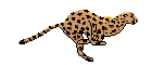 laufender Gepard