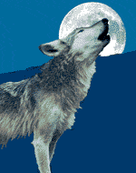 Wolf heult bei Vollmond