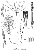 Acker-Schachtelhalm - Equisetum  arvense -  linnet-geog-ubc-ca