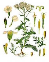 Schafgarbe gemeine - Achillea millefolium