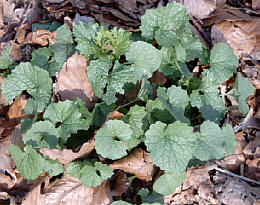 Knoblauchrauke