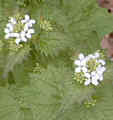 Knoblauchrauke