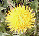 L&ouml;wenzahnbl&uuml;te