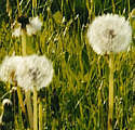 L&ouml;wenzahn - Pusteblume