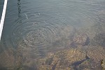 hungrige Fische