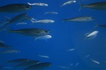 Fische