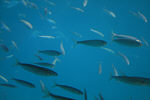Fische