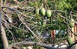 "Baumwollbaum"
