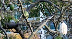 Offene Frucht am "Baumwollbaum"