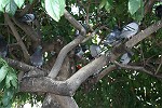Afrikanischer Tulpenbaum mit Tauben