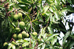 "Centro Juventude"  - Mangofrüchte am Baum