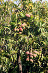 "Centro Juventude"  - Mangofrüchte am Baum