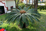 "Centro Juventude" - Palme mit blauem Blütenregen