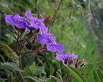 lilablaue Orchidee