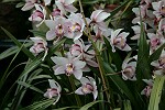 weisse Orchideen