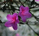 pinkfarbene Rhododendron-Blüten