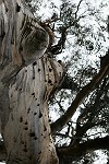 Tropenbaum-Rinde