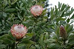 Die Santana-Blume - "Protea cynaroides"