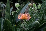 Herrliche lachsfarbene Blüte