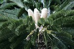 weisse Palm-Farn-Blüte