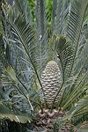 Palm-Farn-Blüte