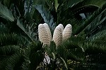 weisse Palm-Farn-Blüte