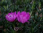 Violette Mittagsblumen mit Fliege