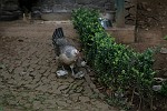 Spaziergang der Glucke mit den Küken