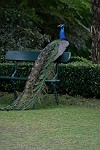 Pfau auf der Gartenbank