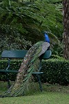 Pfau auf der Gartenbank