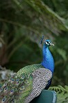 Pfau-Portrait
