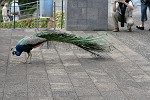 Pfau: Landung auf dem Boden