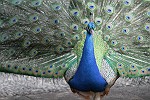Pfau: Riesenrad - Porträt