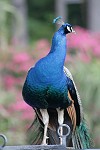 Königlich stolz - der Pfau