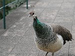 die Herzensdame des Pfauenmannes