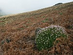 Blüten-Regen am Eingang von Caldeiro Verde
