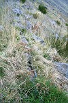 Blüten-Regen am Eingang von Caldeiro Verde