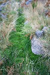 Blüten-Regen am Eingang von Caldeiro Verde