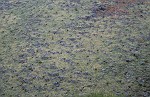 Blüten-Regen am Eingang von Caldeiro Verde