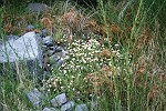 Blüten-Regen am Eingang von Caldeiro Verde