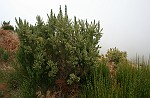 Blüten-Regen am Eingang von Caldeiro Verde