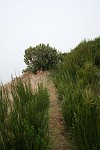 Blüten-Regen am Eingang von Caldeiro Verde