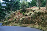 Blüten-Regen am Eingang von Caldeiro Verde