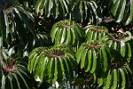Blüten-Regen am Eingang von Caldeiro Verde