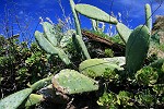 Blüten-Regen am Eingang von Caldeiro Verde