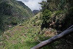 Blüten-Regen am Eingang von Caldeiro Verde