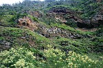 Blüten-Regen am Eingang von Caldeiro Verde