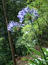 blaue Blumen