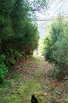 Ginsterweg