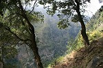 Im Schatten des Wäldchens